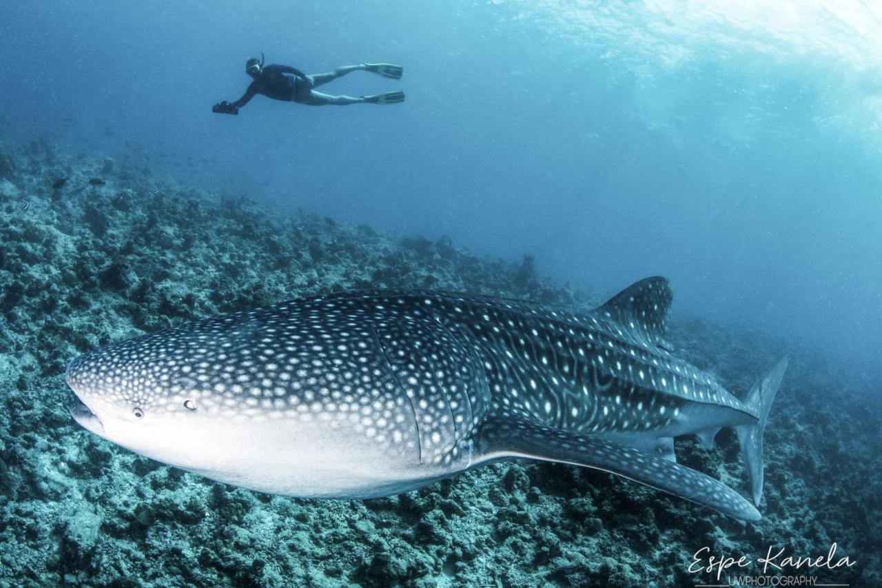 Hotel South Ari Dive Center Dhangethi Exteriér fotografie